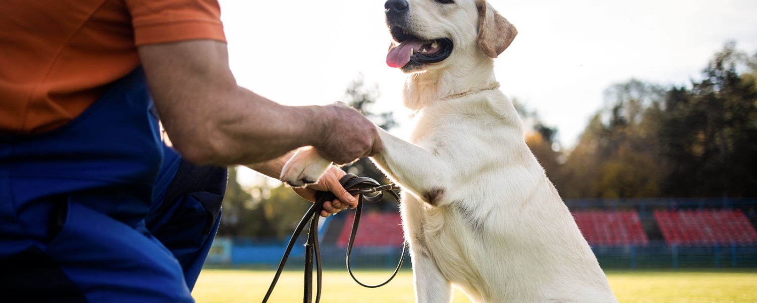 Dog Training Glen Ellyn IL