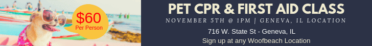 Woofbeach CPR First Aid Class