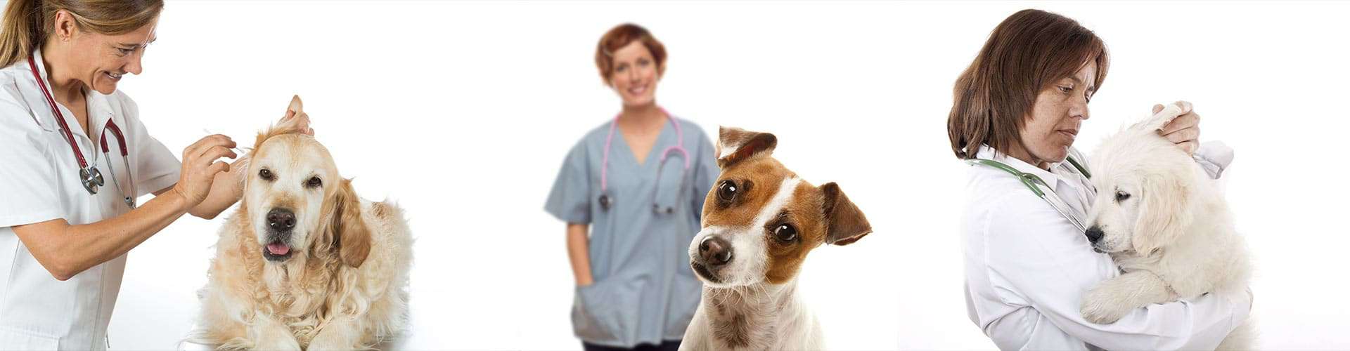 Dog-Ear-Cleaning-Glen-Ellyn,-IL Dog Ear Cleaning Glen Ellyn, IL
