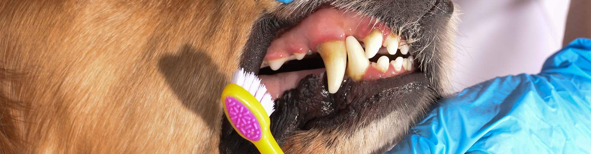 Dog Teeth Brushing Glen Ellyn , IL WoofBeach Cove Dog Services