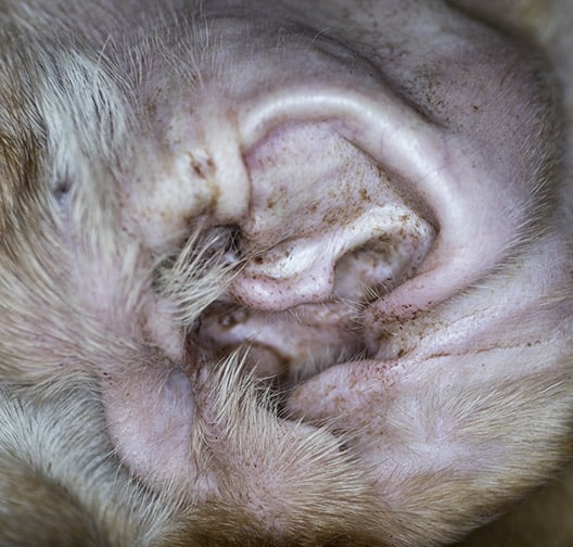 Glen-Ellyn-Dog-Ear-Cleaning-Woofbeach Glen Ellyn Dog Ear Cleaning Woofbeach