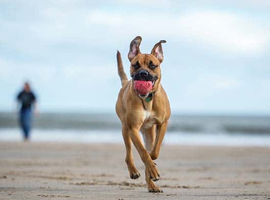 WOOFBEACH-COVE-Dog-Training-Glen-Ellyn,-il-WOOFBEACH-COVE-ILLINOIS-new WOOFBEACH COVE Dog Training Glen Ellyn, il WOOFBEACH COVE ILLINOIS