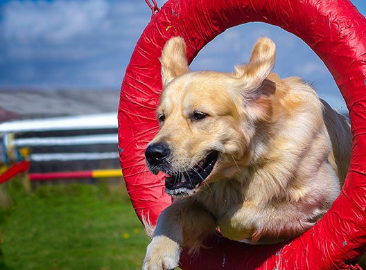 WOOFBEACH-COVE-Dog-Training-Glen-Ellyn,-il WOOFBEACH COVE Dog Training Glen Ellyn, il