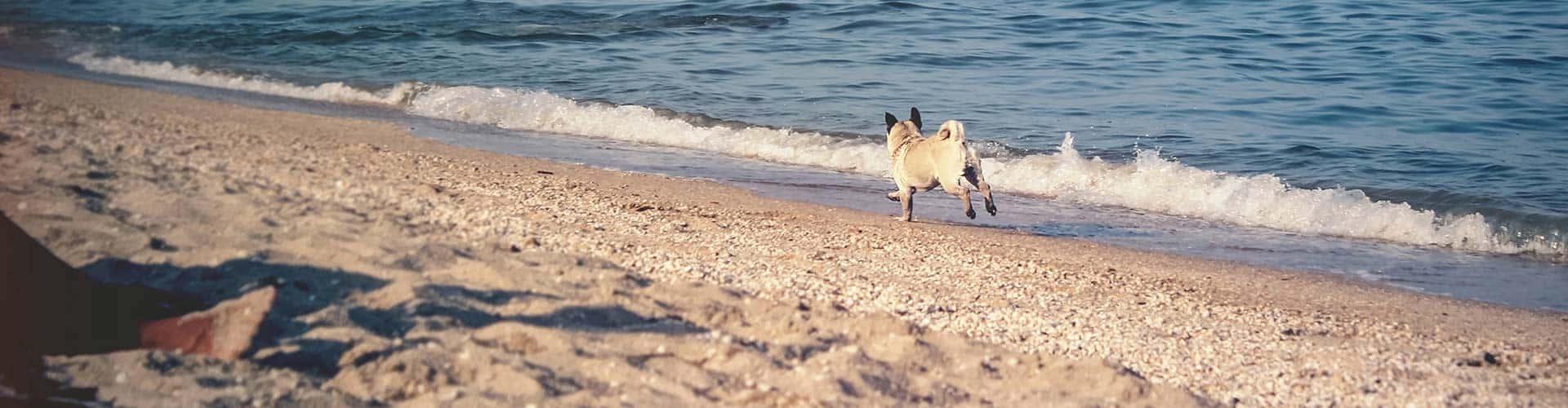 about-woof-beach-cove about WoofBeach cove