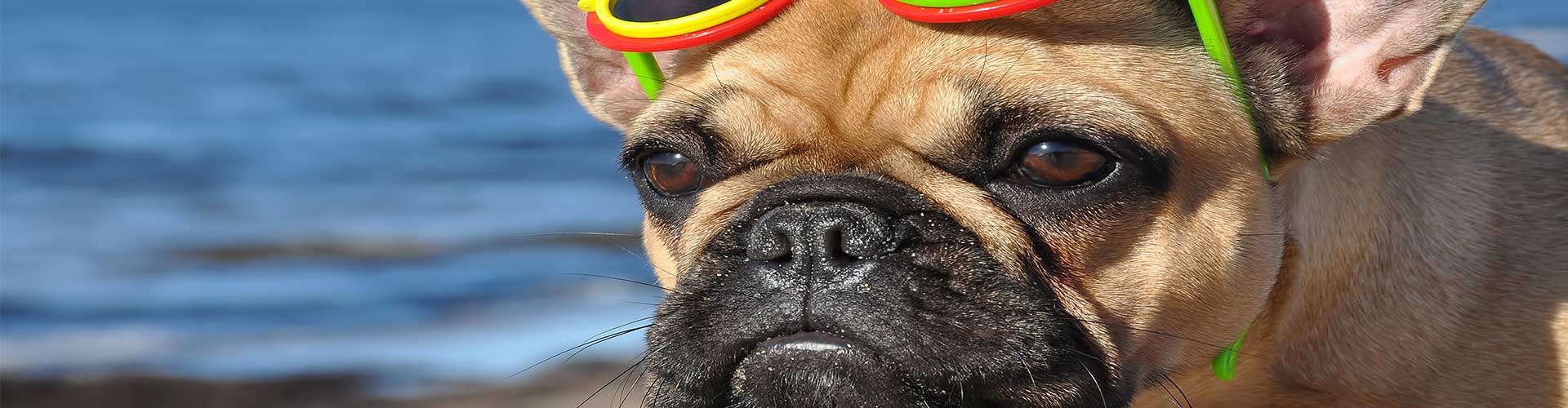 dog-love glen ellyn, il dog care facility