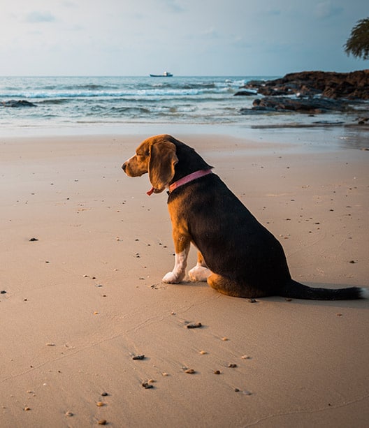 dog-training-glen-ellyn-woof-beach-cove-services dog training glen ellyn WoofBeach cove services