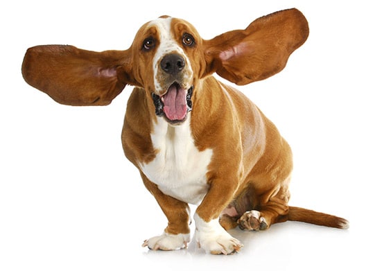 glen-ellyn-dog-nail-grinding-woofbeach glen ellyn dog nail grinding woofbeach