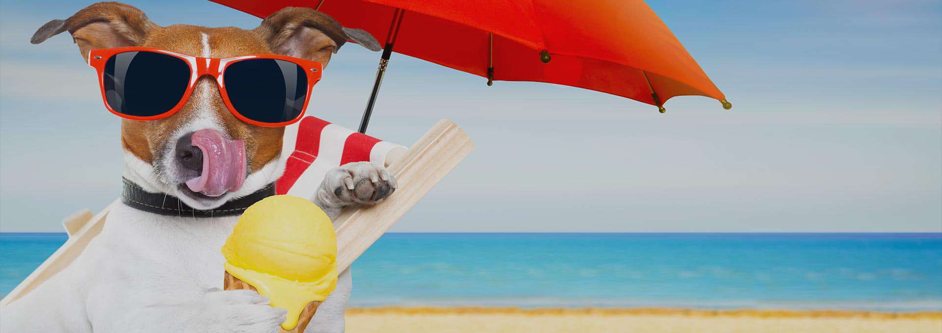 Dog Grooming Glen Ellyn IL WoofBeach Cove Dog Care, Dog Training