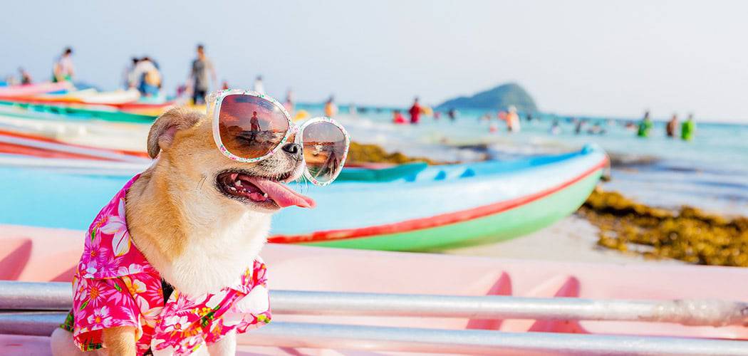new-beach-dog