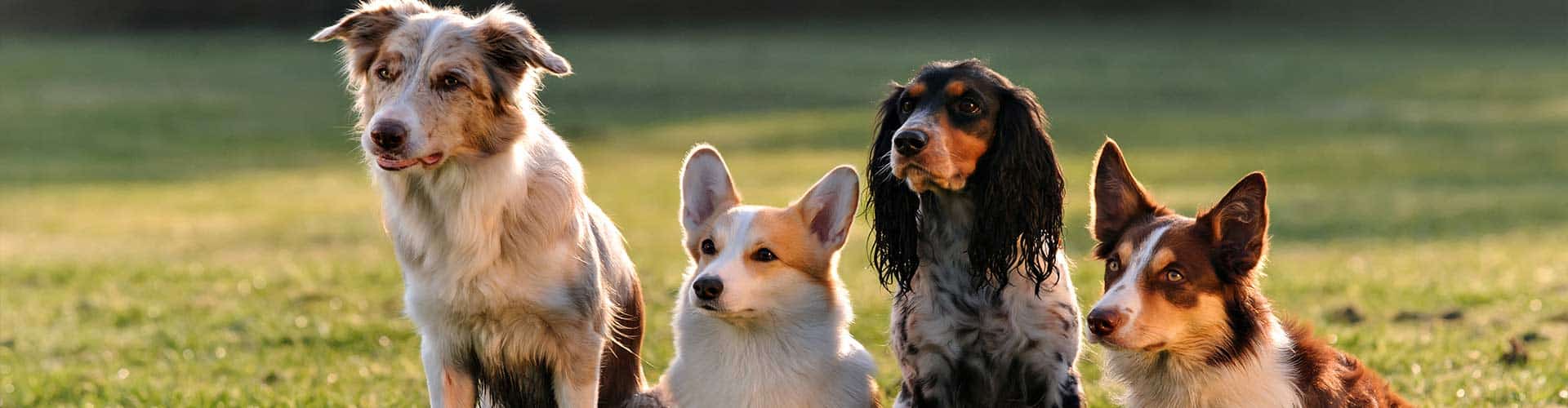 woof-beach-cove-dog-training-experts-glen-ellyn,-il Dog Training Glen Ellyn, il