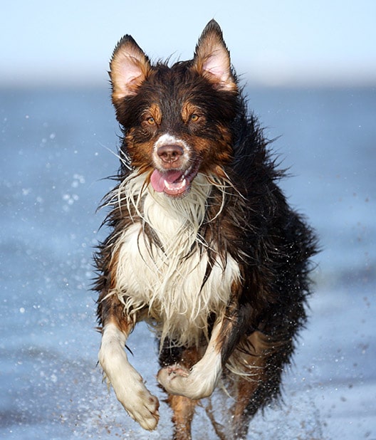 woof-beach-cove-glen-ellyn,-il-dog-services WoofBeach cove glen ellyn, il dog services