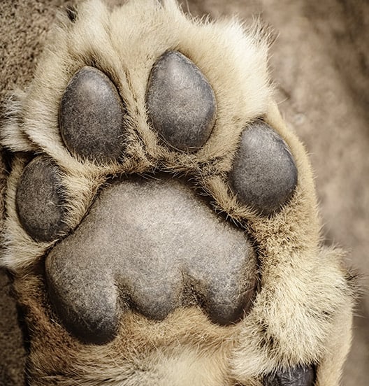 woofbeach-cove-dog-paw-pad-glen-ellyn,-il woofbeach cove dog paw pad glen ellyn, il